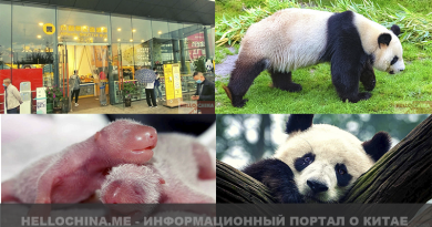 Панда парк в Чэнду | Как живёт большая черно-белая панда | Факты о пандах | Панды в Китае Панда парк в Чэнду | Как живёт большая черно-белая панда | Факты о пандах | Панды в Китае